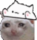 CatBongo emote