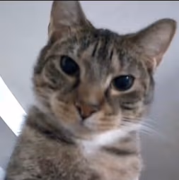 MadCat emote
