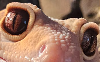 MrManGeckoEYES emote