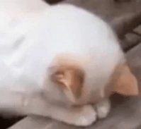 Sad_kitty emote