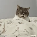 catJork emote