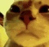 cat_wtf emote