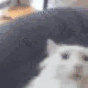 pogs emote
