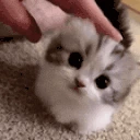pats emote