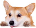 CorgiLurk emote