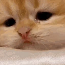 toxic emote