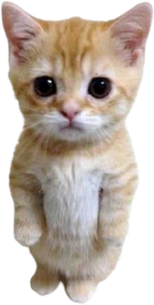 kitty emote