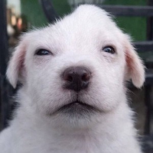 korlana avatar