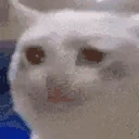 catCry emote