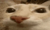 otagStare emote
