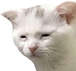 TiredCat emote