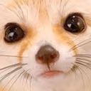 fennecLookingAtYou emote