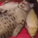 LEVANTATE animated emote