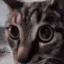 MrBeetleStare emote