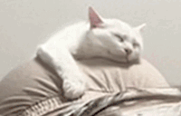 BootyCat animated emote