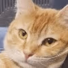 catblink emote