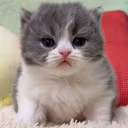 NotScared emote
