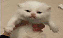 catVIBE animated emote