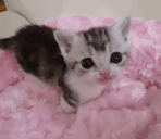 cutecatchillingonpinkblanket animated emote