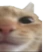 cat_2 emote