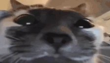 whatt emote