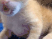 stupid emote
