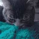 Alprrright emote
