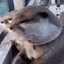 WHAT emote
