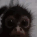 moky emote