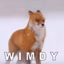 WIMDY emote