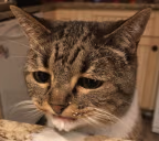 SAD emote