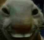 xp emote
