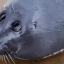 GuysPlease emote