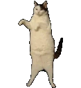kittycatdance emote