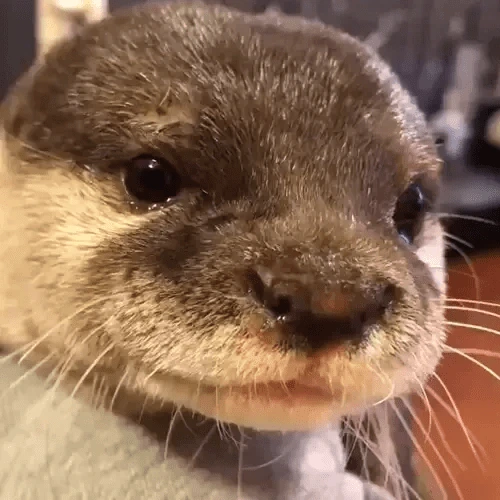 otter emote