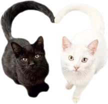 catheart emote