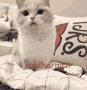 kya_hoa emote