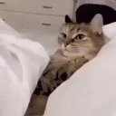 NoBedge emote