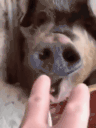shutup animated emote