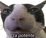 taPotente emote