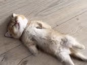 DiedOfHeat emote