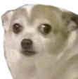 ScaredDog emote