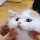 beautifulcaT emote