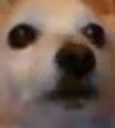 boomer emote