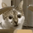 cat_wtf emote