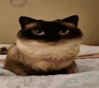 SillyCatThinks emote