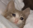 CE_SleepCat3 emote