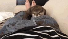 OtterArrive emote