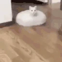 CatUFO emote