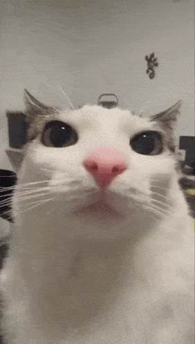 catstare emote